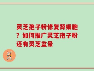 灵芝孢子粉修复肾细胞？如何推广灵芝孢子粉还有灵芝盆景