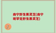 南宁野生黑灵芝(南宁现罕见野生黑灵芝)