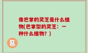 像巴掌的灵芝是什么植物(巴掌型的灵芝：一种什么植物？)