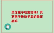 灵芝孢子收集现场？灵芝孢子粉快手卖的是正品吗