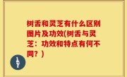 树舌和灵芝有什么区别图片及功效(树舌与灵芝：功效和特点有何不同？)