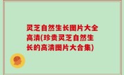 灵芝自然生长图片大全高清(珍贵灵芝自然生长的高清图片大合集)