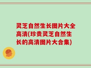 灵芝自然生长图片大全高清(珍贵灵芝自然生长的高清图片大合集)