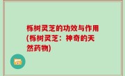 栎树灵芝的功效与作用(栎树灵芝：神奇的天然药物)