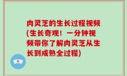 肉灵芝的生长过程视频(生长奇观！一分钟视频带你了解肉灵芝从生长到成熟全过程)