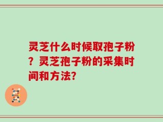 灵芝什么时候取孢子粉？灵芝孢子粉的采集时间和方法？