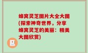 蜂窝灵芝图片大全大图(探索神奇世界，分享蜂窝灵芝的美丽：精美大图欣赏)