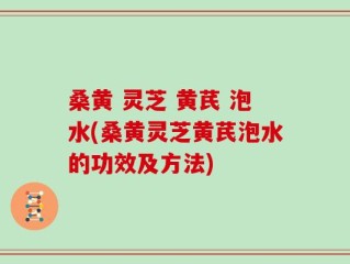 桑黄 灵芝 黄芪 泡水(桑黄灵芝黄芪泡水的功效及方法)