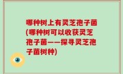 哪种树上有灵芝孢子菌(哪种树可以收获灵芝孢子菌——探寻灵芝孢子菌树种)