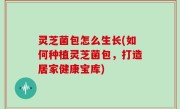 灵芝菌包怎么生长(如何种植灵芝菌包，打造居家健康宝库)