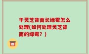 干灵芝背面长绿霉怎么处理(如何处理灵芝背面的绿霉？)