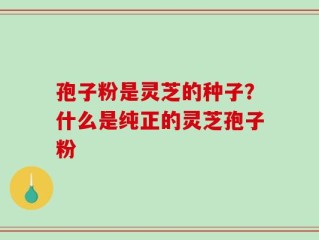 孢子粉是灵芝的种子？什么是纯正的灵芝孢子粉
