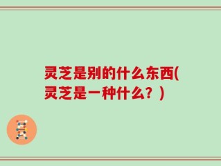 灵芝是别的什么东西(灵芝是一种什么？)