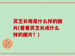 灵芝长相是什么样的图片(看看灵芝长成什么样的图片？)