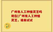 广州有人工种植灵芝吗现在(广州有人工种植灵芝，谁来试试