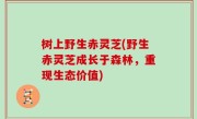 树上野生赤灵芝(野生赤灵芝成长于森林，重现生态价值)