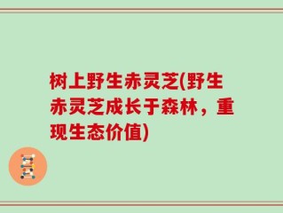 树上野生赤灵芝(野生赤灵芝成长于森林，重现生态价值)