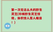 第一次见这么大的野生灵芝(珍稀野生灵芝惊现，体积惊人惹人瞩目！)