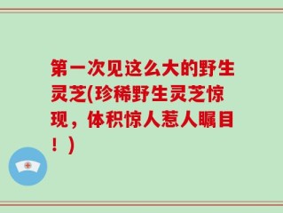 第一次见这么大的野生灵芝(珍稀野生灵芝惊现，体积惊人惹人瞩目！)