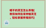 晒干的灵芝怎么养殖(教你如何在家种植灵芝，轻松掌握养殖技巧)
