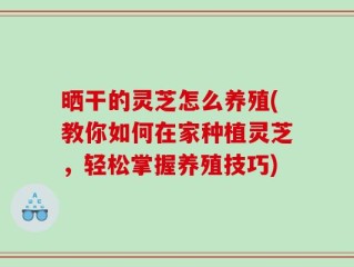 晒干的灵芝怎么养殖(教你如何在家种植灵芝，轻松掌握养殖技巧)