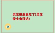 灵芝被虫虫吃了(灵芝受小虫拜访)