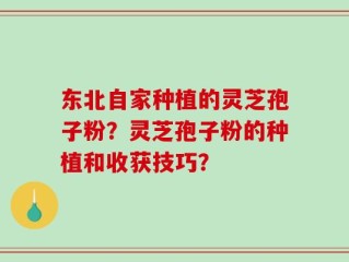 东北自家种植的灵芝孢子粉？灵芝孢子粉的种植和收获技巧？