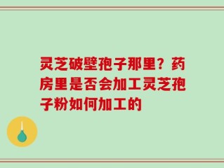 灵芝破壁孢子那里？药房里是否会加工灵芝孢子粉如何加工的