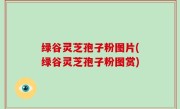绿谷灵芝孢子粉图片(绿谷灵芝孢子粉图赏)