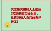 灵芝采灵视频大全播放(灵芝采摘实拍全集，让你领略大自然的鬼斧神工)