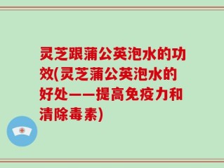 灵芝跟蒲公英泡水的功效(灵芝蒲公英泡水的好处——提高免疫力和清除毒素)