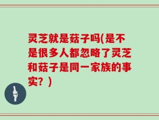 灵芝就是菇子吗(是不是很多人都忽略了灵芝和菇子是同一家族的事实？)