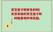 灵芝孢子粉野生的吗(天然采摘的灵芝孢子粉，种植基地环境优越。)