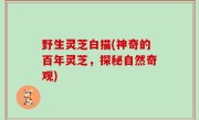 野生灵芝白描(神奇的百年灵芝，探秘自然奇观)
