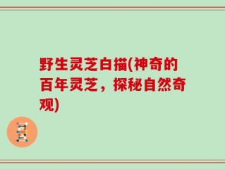 野生灵芝白描(神奇的百年灵芝，探秘自然奇观)