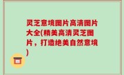灵芝意境图片高清图片大全(精美高清灵芝图片，打造绝美自然意境)