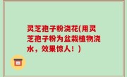 灵芝孢子粉浇花(用灵芝孢子粉为盆栽植物浇水，效果惊人！)