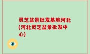 灵芝盆景批发基地河北(河北灵芝盆景批发中心)