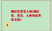 藏红花灵芝人参(藏红花、灵芝、人参共赴养生之旅)