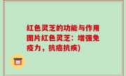 红色灵芝的功能与作用图片红色灵芝：增强免疫力，抗癌抗疾)