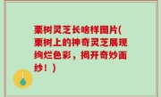 栗树灵芝长啥样图片(栗树上的神奇灵芝展现绚烂色彩，揭开奇妙面纱！)