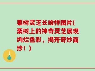 栗树灵芝长啥样图片(栗树上的神奇灵芝展现绚烂色彩，揭开奇妙面纱！)