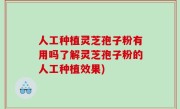 人工种植灵芝孢子粉有用吗了解灵芝孢子粉的人工种植效果)