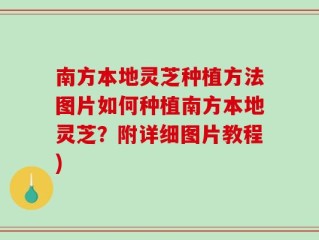 南方本地灵芝种植方法图片如何种植南方本地灵芝？附详细图片教程)