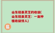 山东冠县灵芝的收益(山东冠县灵芝：一亩种植收益惊人)
