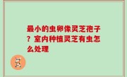 最小的虫卵像灵芝孢子？室内种植灵芝有虫怎么处理