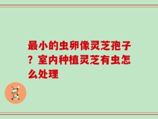 最小的虫卵像灵芝孢子？室内种植灵芝有虫怎么处理