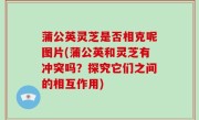 蒲公英灵芝是否相克呢图片(蒲公英和灵芝有冲突吗？探究它们之间的相互作用)