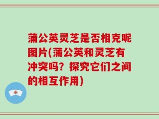 蒲公英灵芝是否相克呢图片(蒲公英和灵芝有冲突吗？探究它们之间的相互作用)