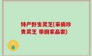特产野生灵芝(采摘珍贵灵芝 带回家品尝)
